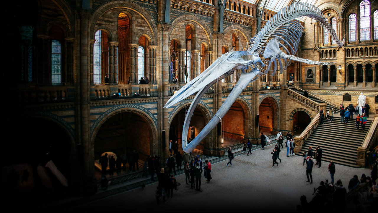 Natural History Museum: World of Wonder
