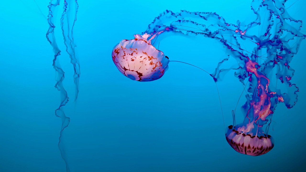 Méduses les souveraines des océans