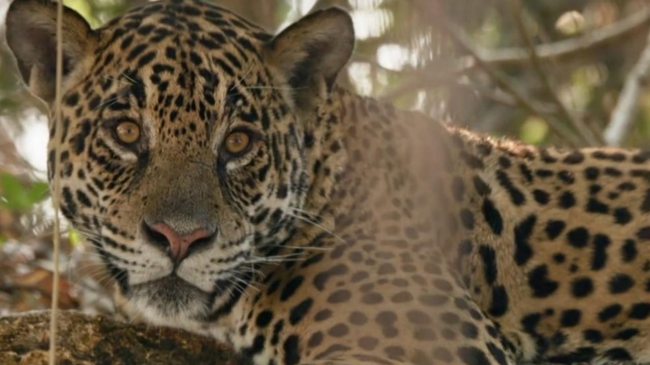 Au nom des jaguars