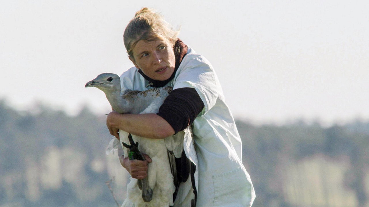 La Science au secours des oiseaux : Opération outarde