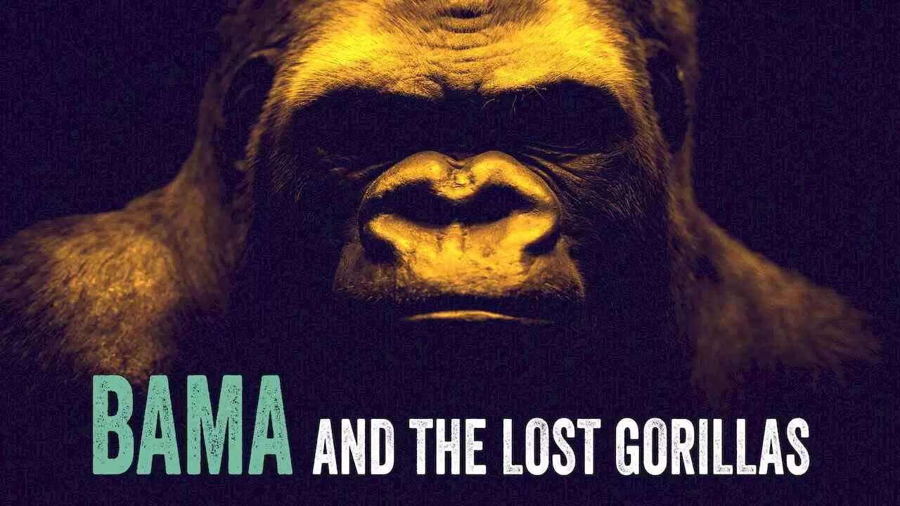 Bama et les gorilles