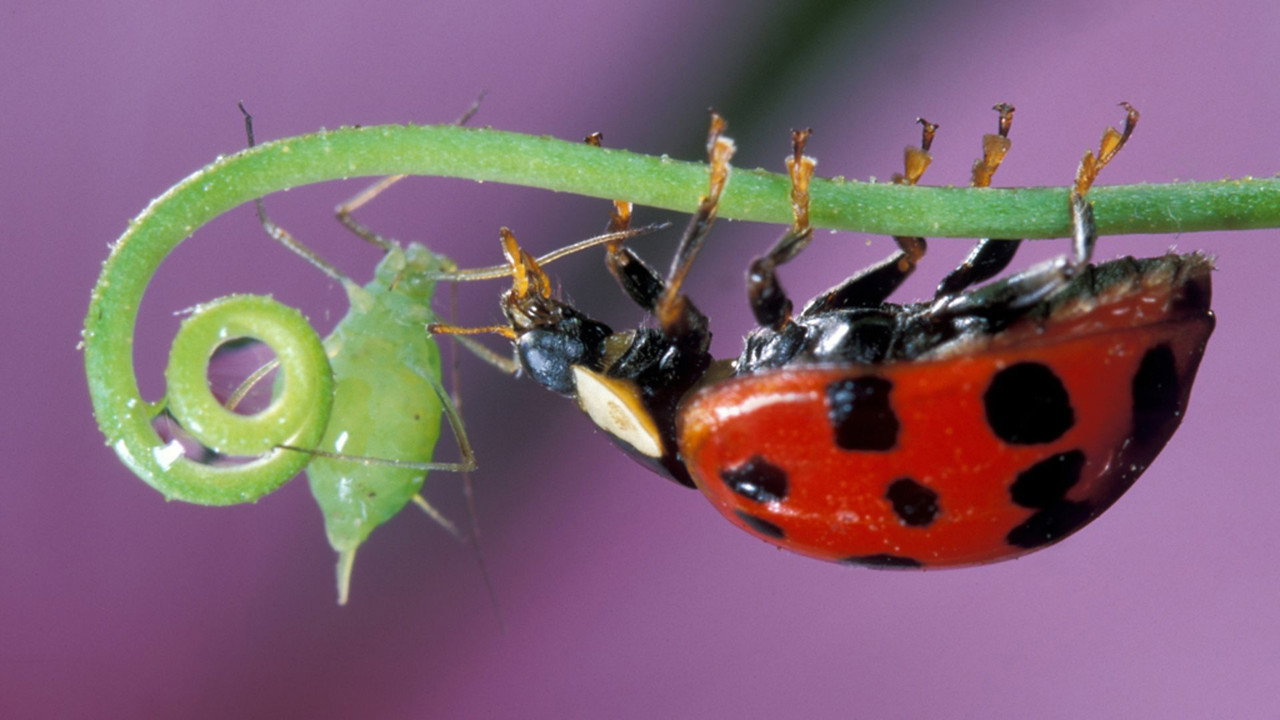 Insect Worlds