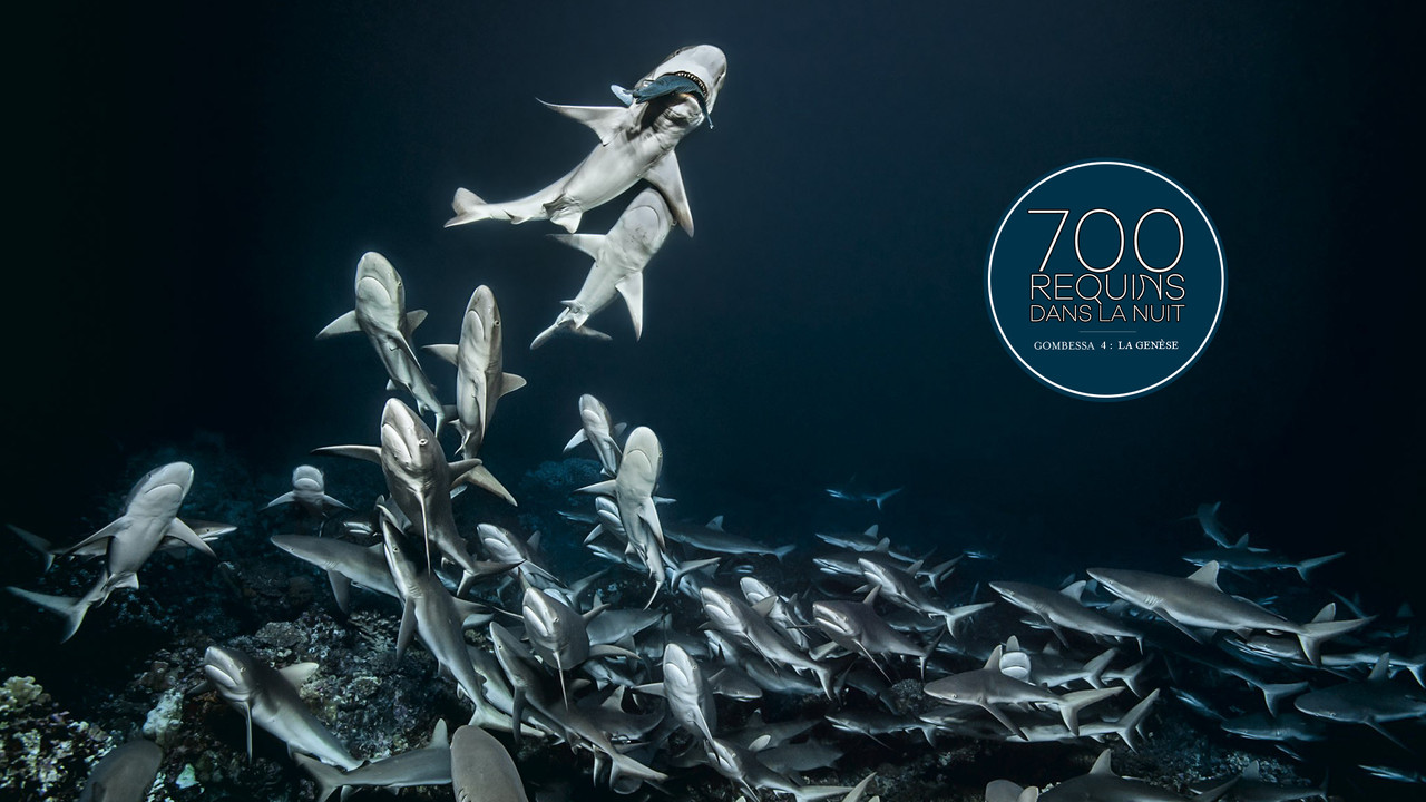 700 requins dans la nuit (Gombessa 4, la genèse)