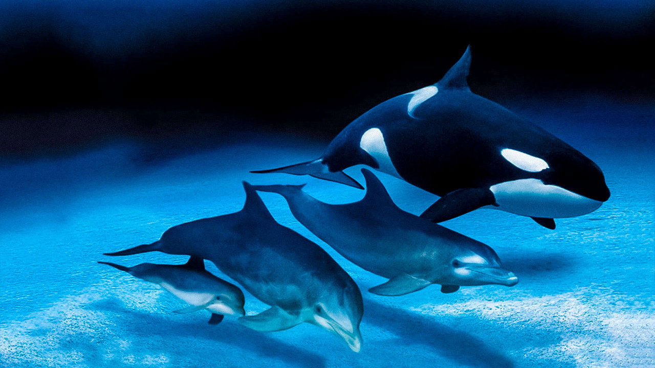 IMAX Dauphins et baleines : Nomades des mers