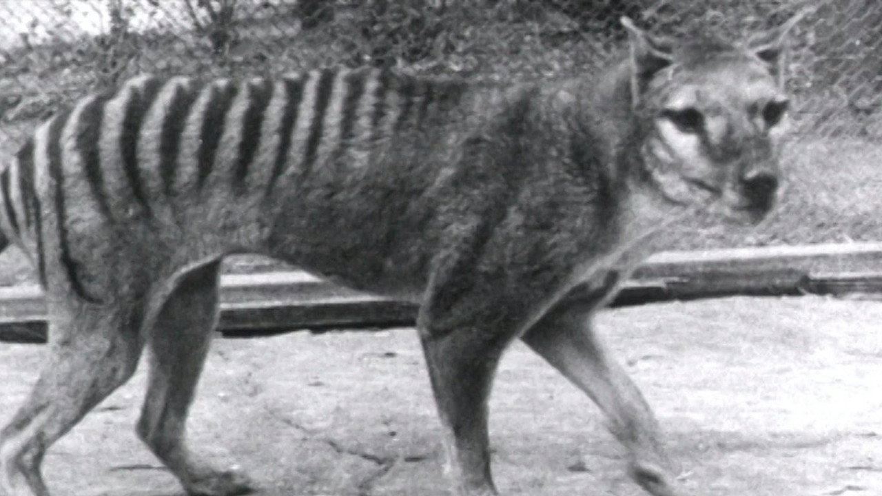Thylacine Footage