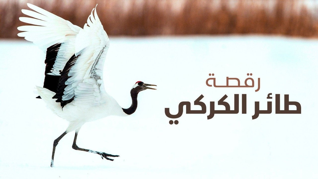 رقصة طائر الكركي