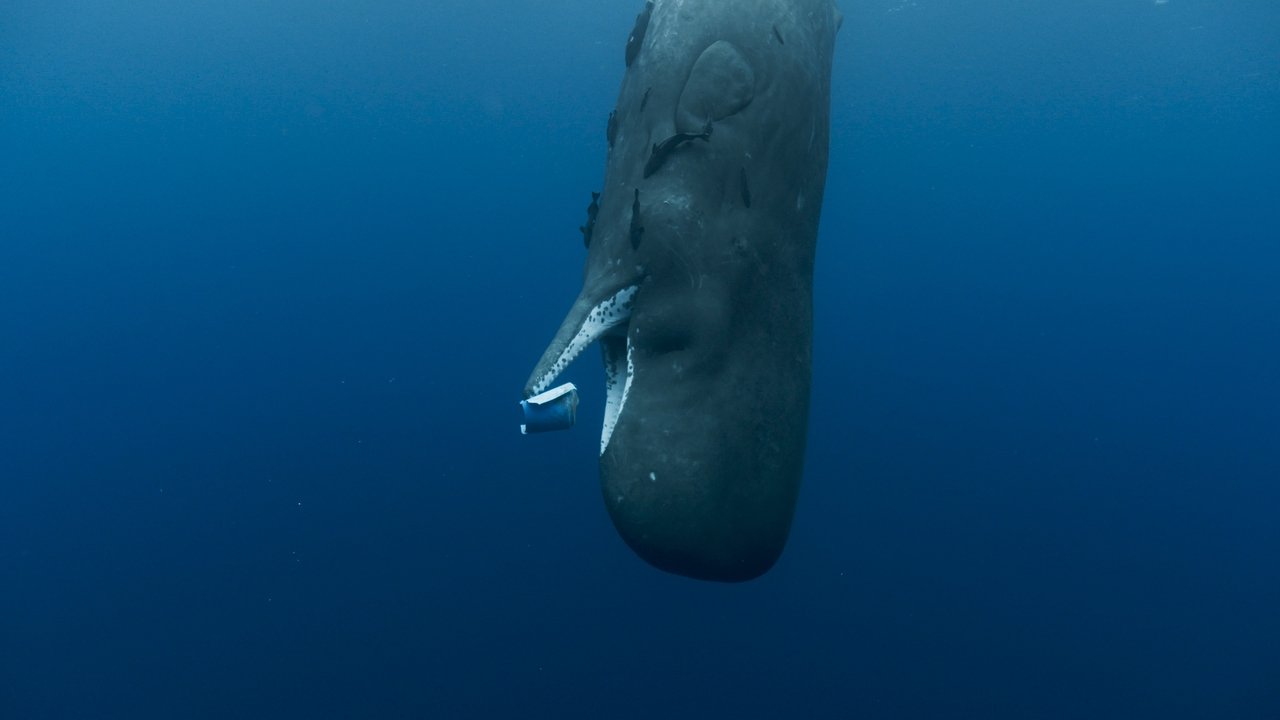 Whale Nation