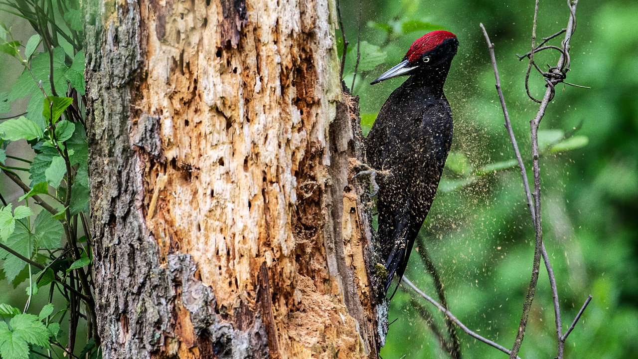 Knock knock – a Woodpeckers world