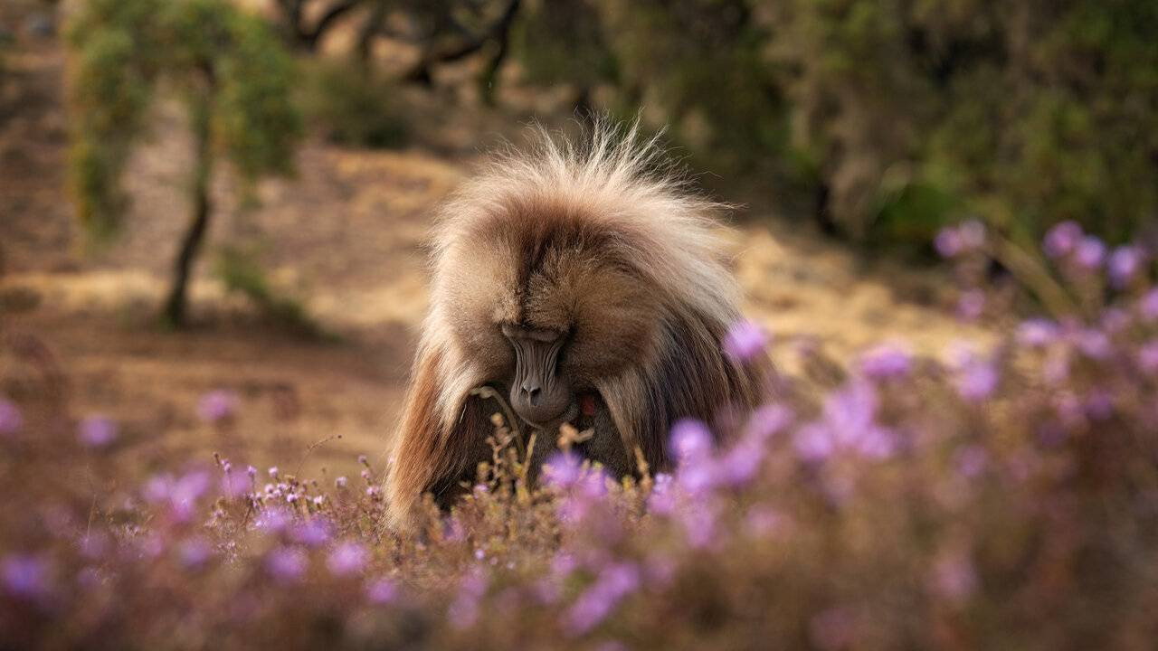 Le Roi des singes d'Éthiopie