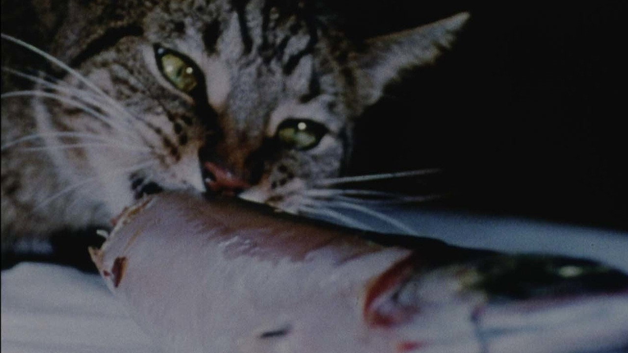 Cat Food