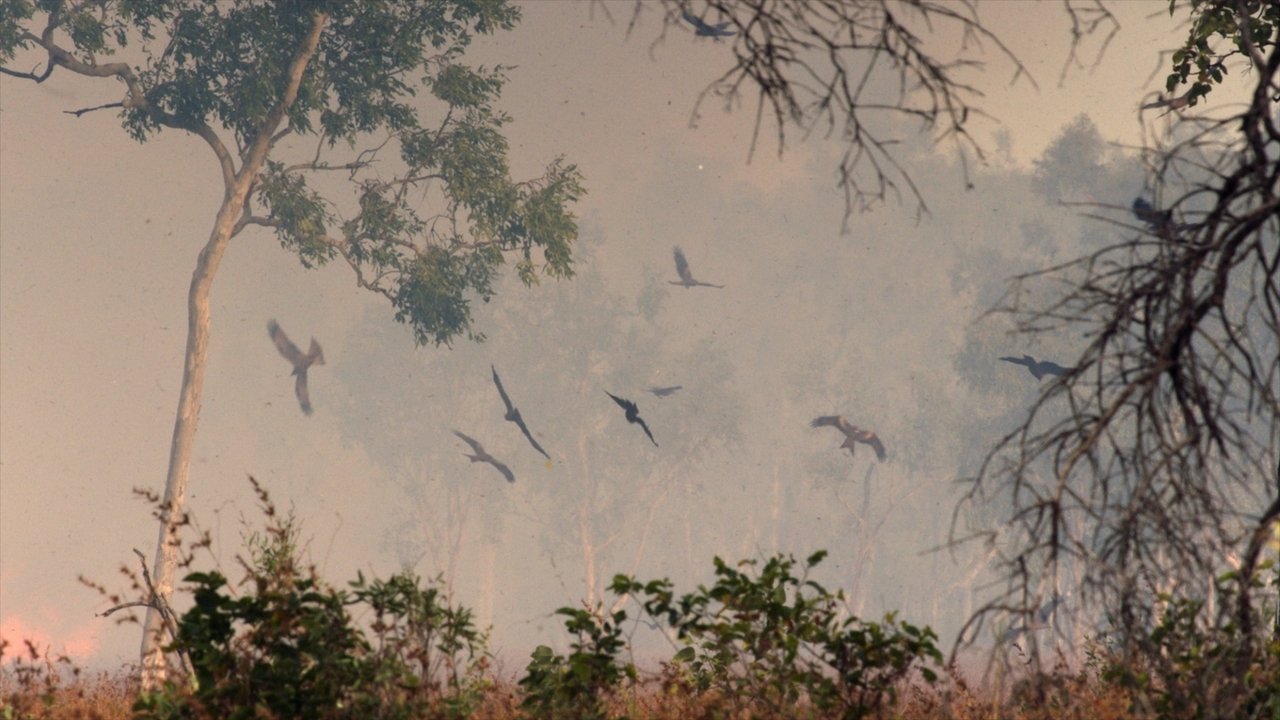 Une année sauvage autour de la terre