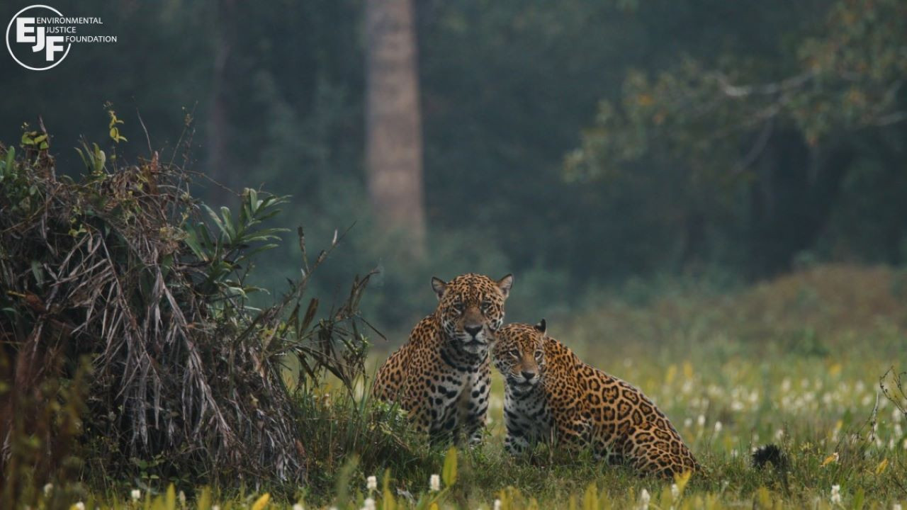 Pantanal