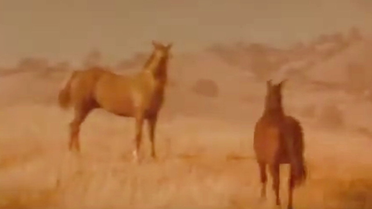 Iron and Horse