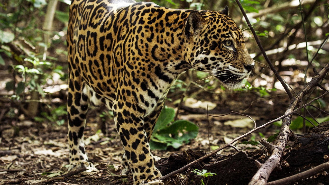 Jaguar Beach