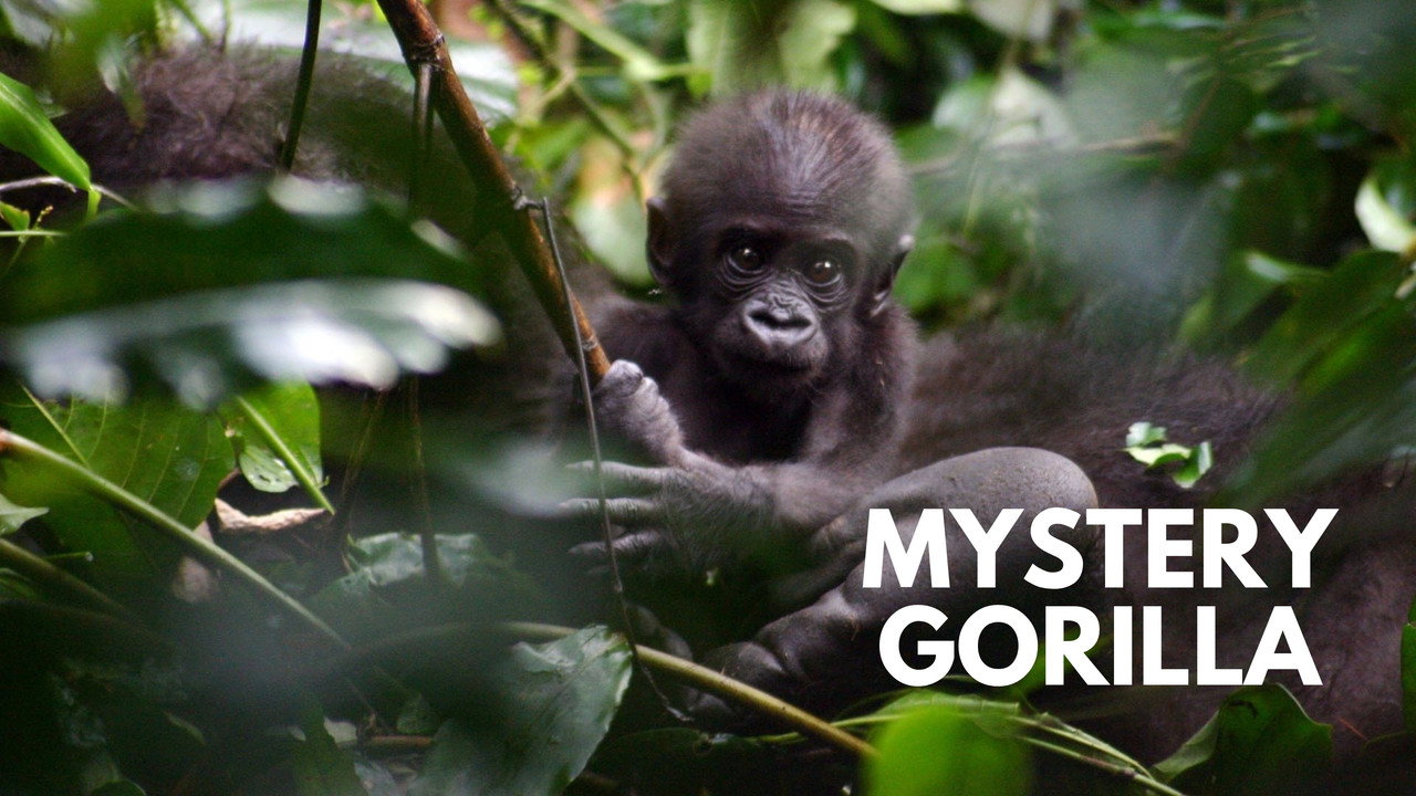Mystery Gorillas