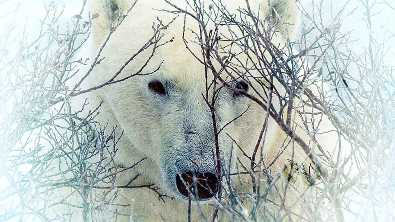 Where the Polar Bears Wait