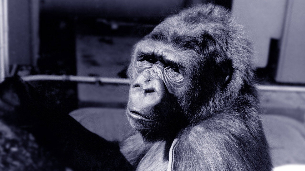 Koko, le gorille qui parle