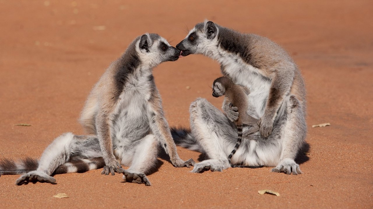 L'île des lémuriens : Madagascar