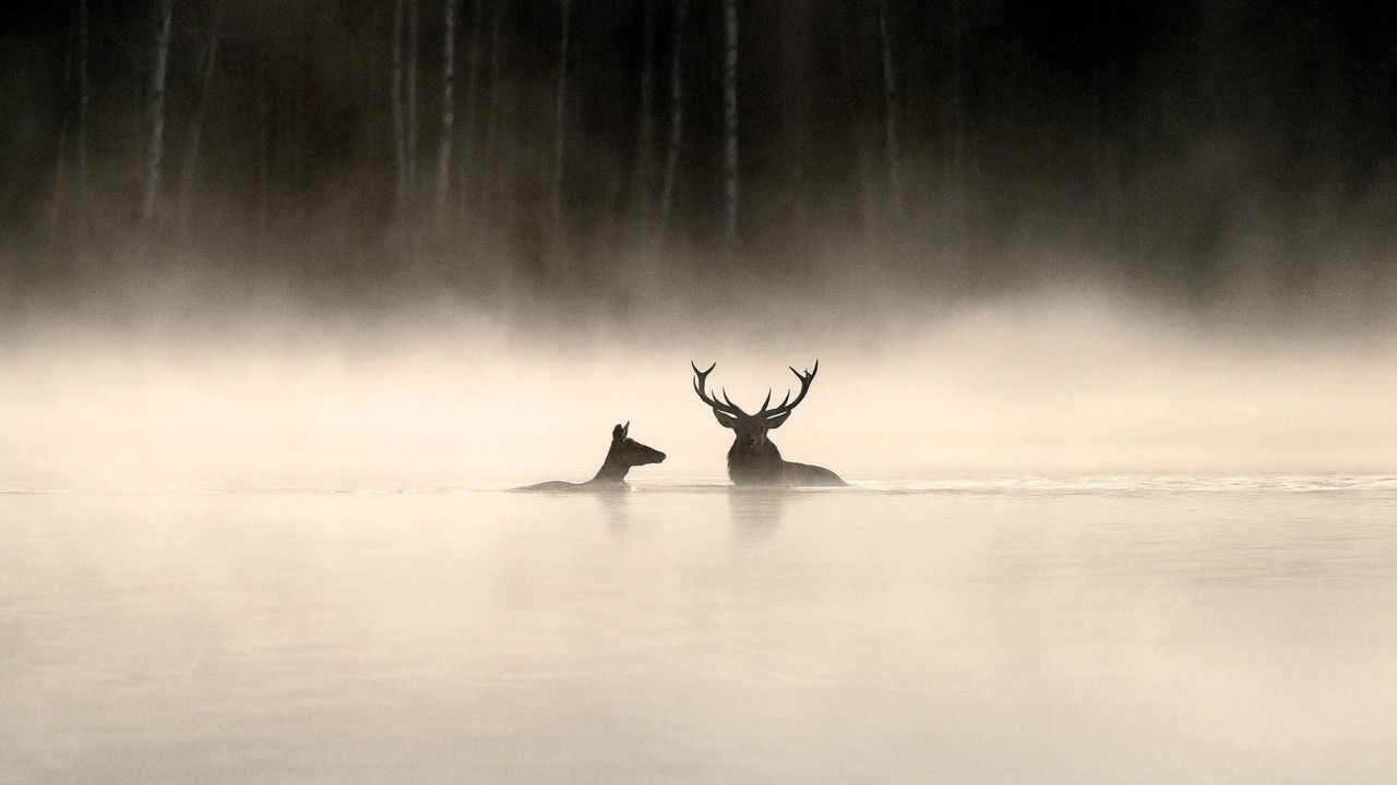 Whispers in the Woods