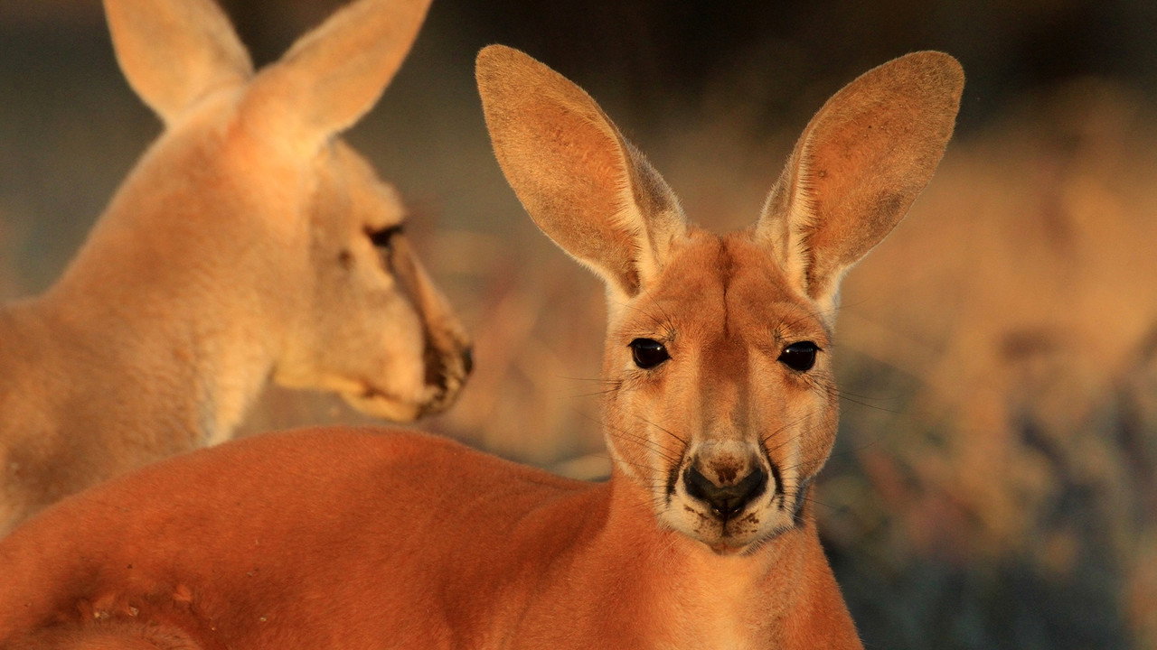 Le roi des kangourous