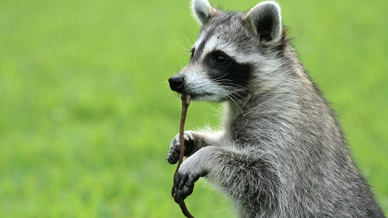 Raccoon: Backyard Bandit