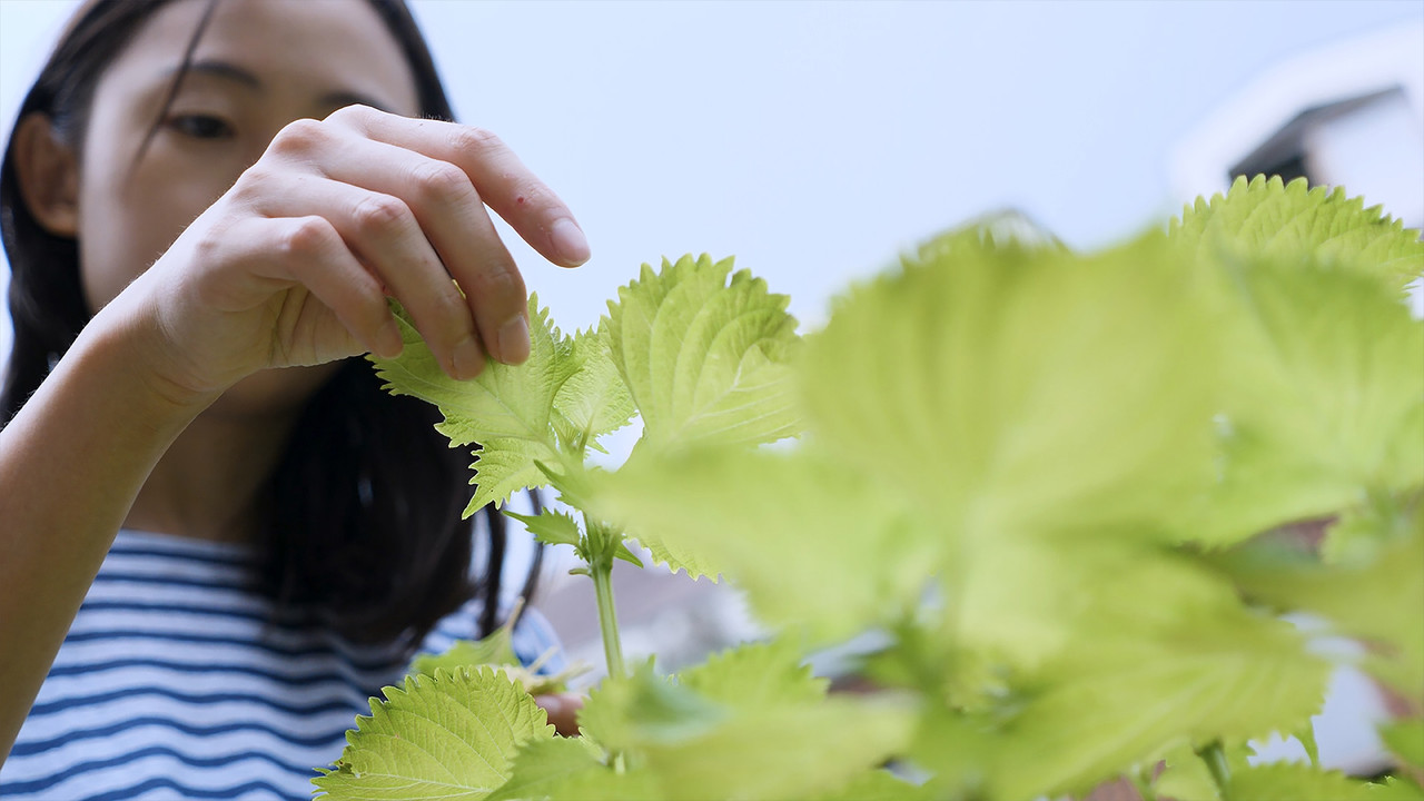 Shiso