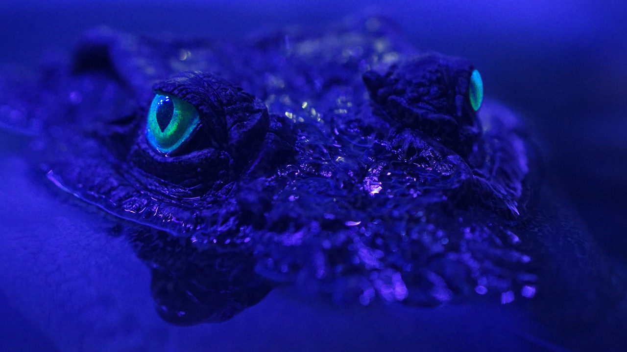Beasts of the Bayou