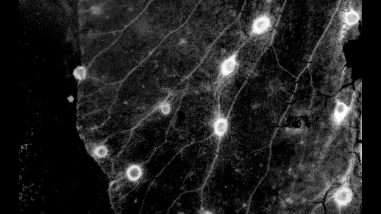 창경