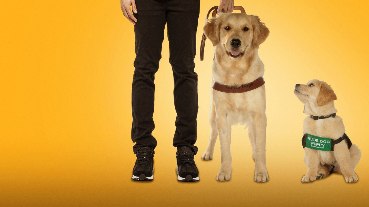 Chien Guide D'aveugle en Devenir