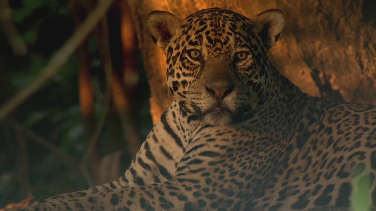 Les jaguars du Pantanal