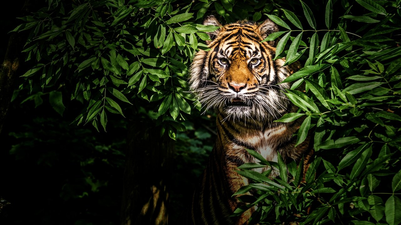 Félins des forêts de Thaïlande