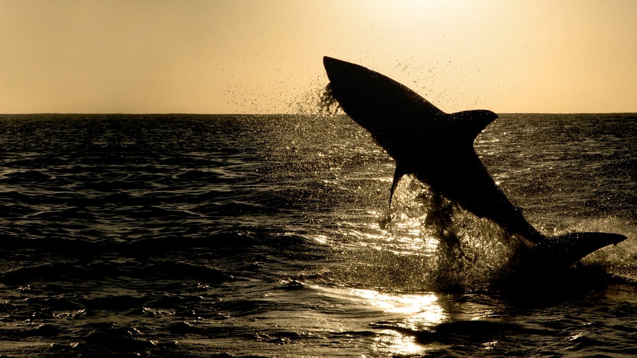 La loi des requins