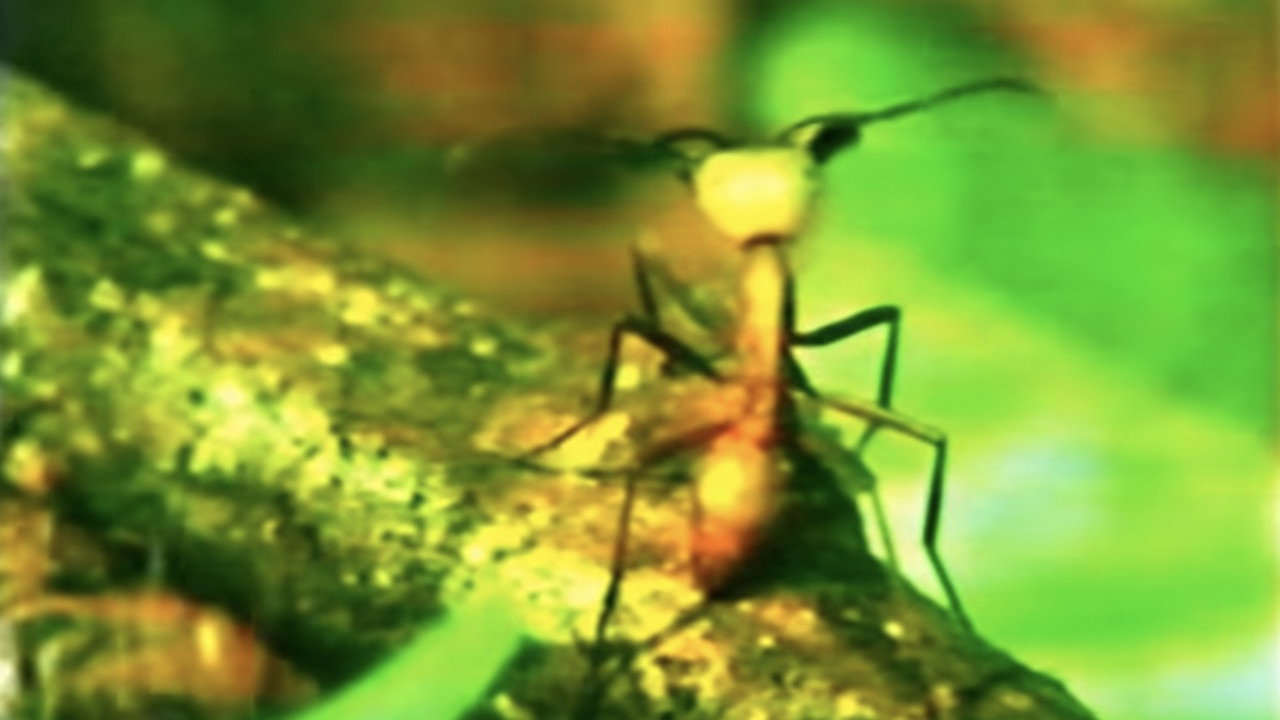 A Thousand Million Million Ants
