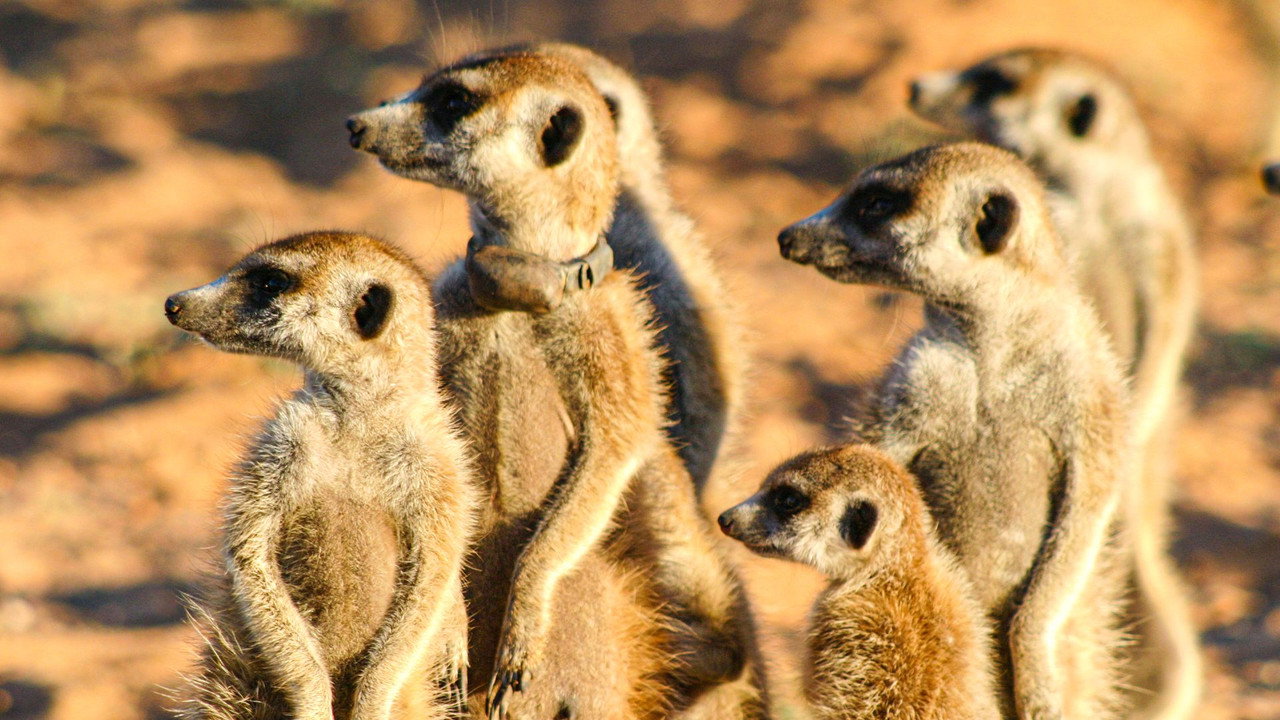 Le Clan des suricates - L'aventure commence