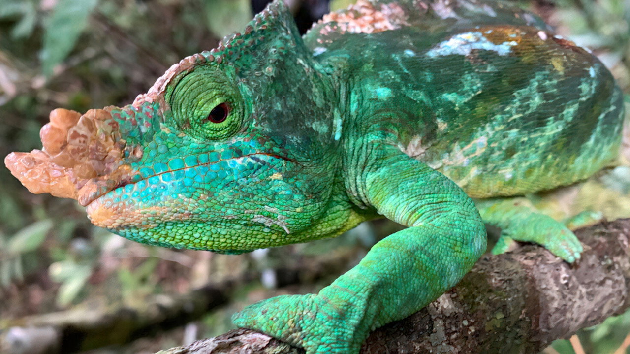 Unbekanntes Madagaskar