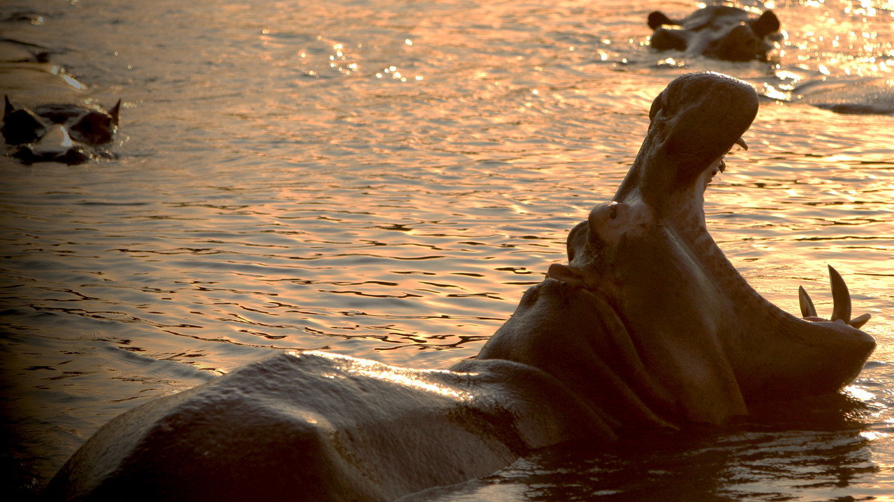 Destination Wild : Congo