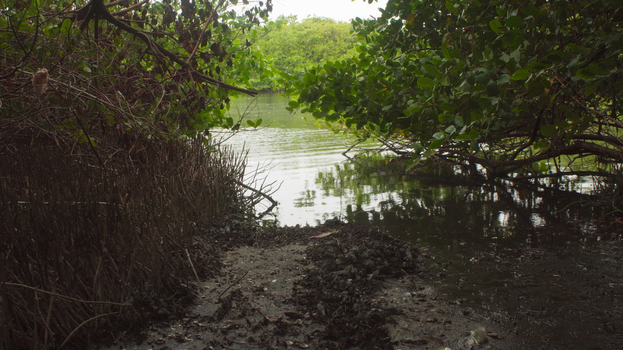 Akiechi Weimei, Magical Mangrove