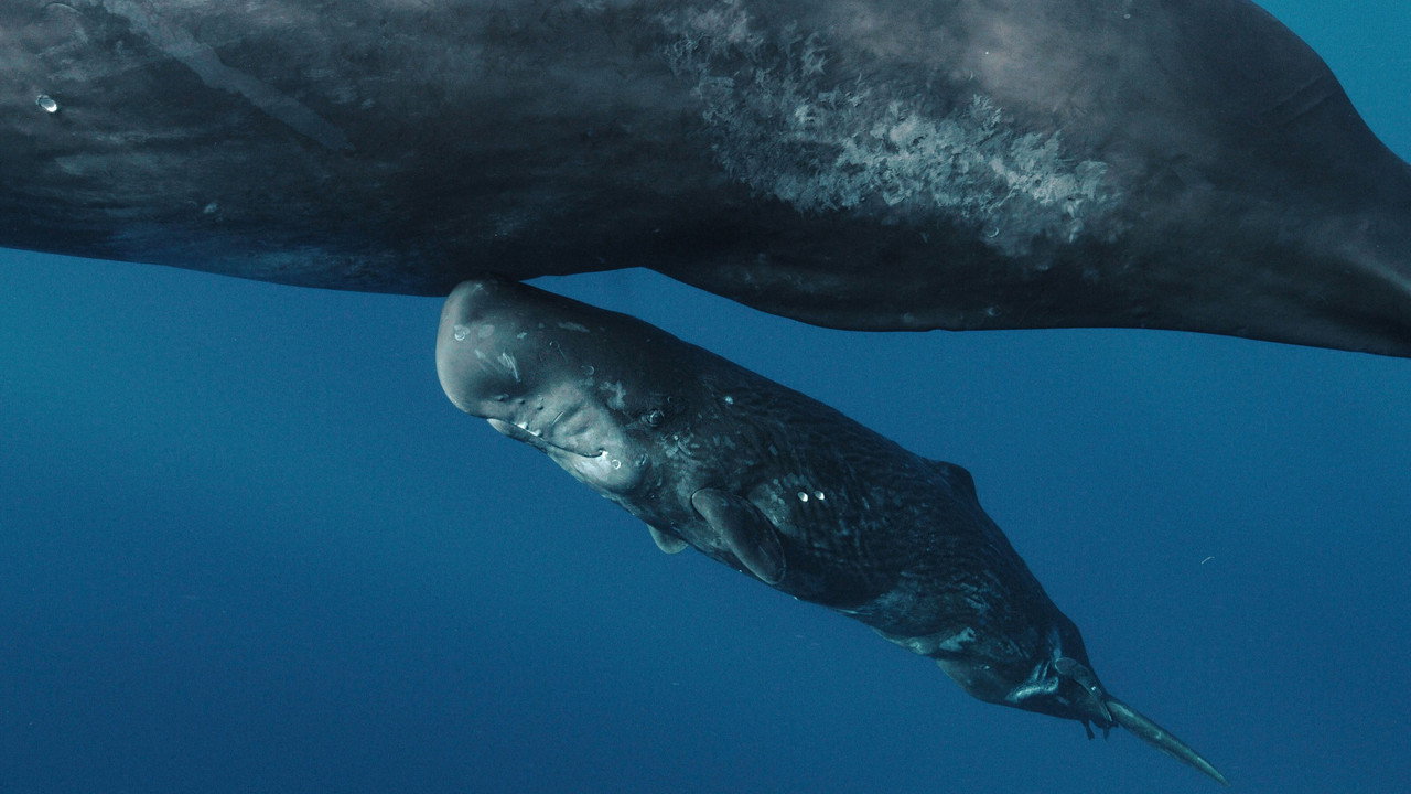 Whales and I