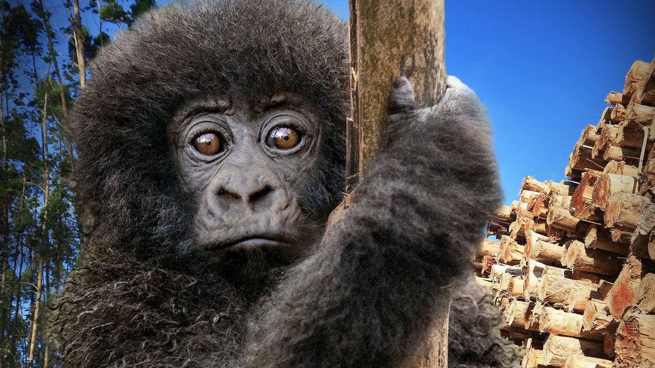 Escape from Extinction: Rewilding