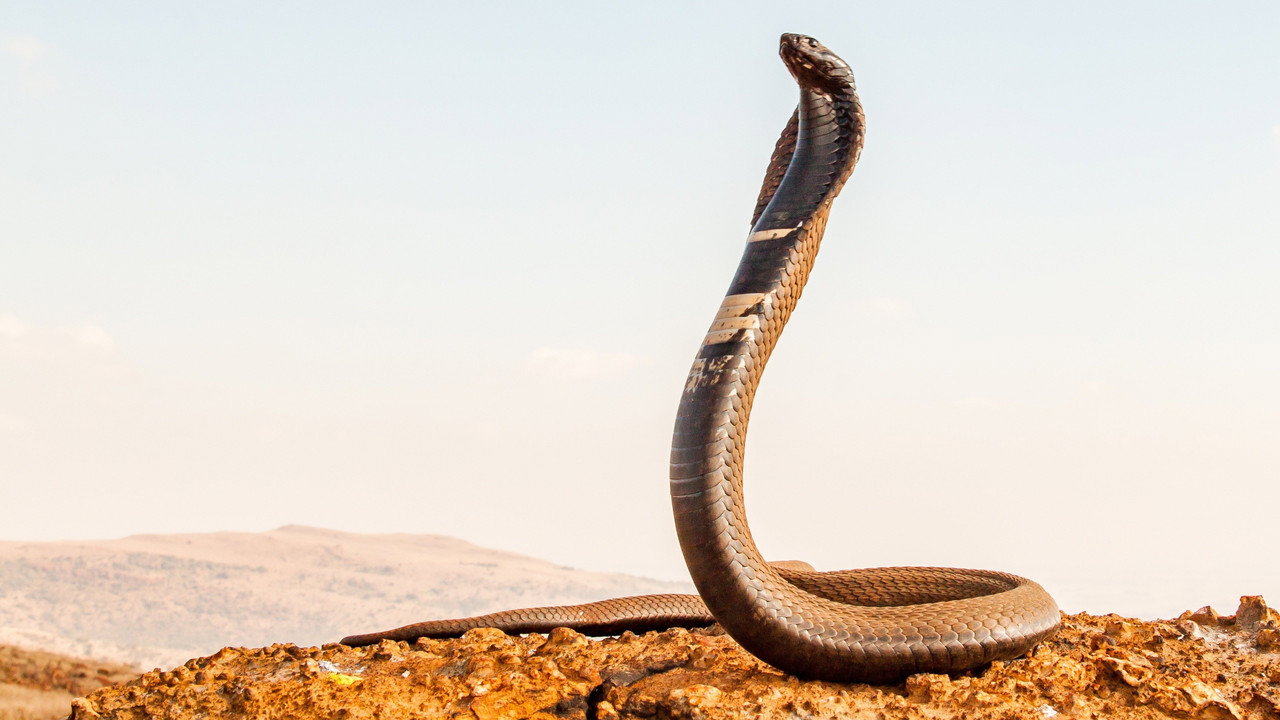 La Mort au bout des crocs