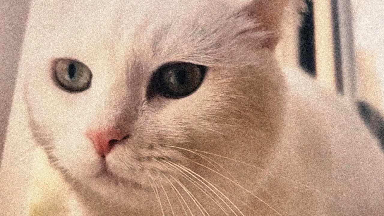 缺席的猫