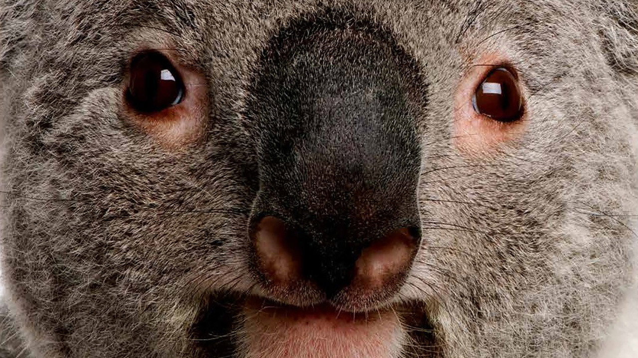 The Koalas