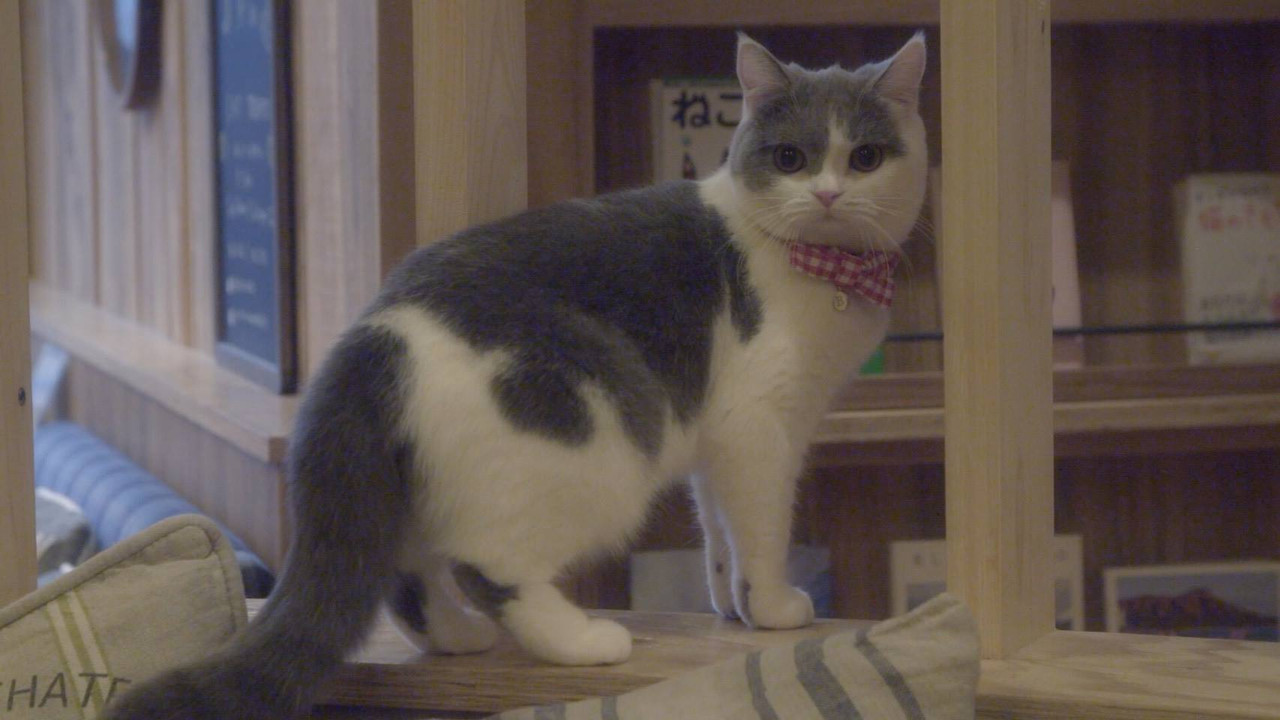 Neko Kafe