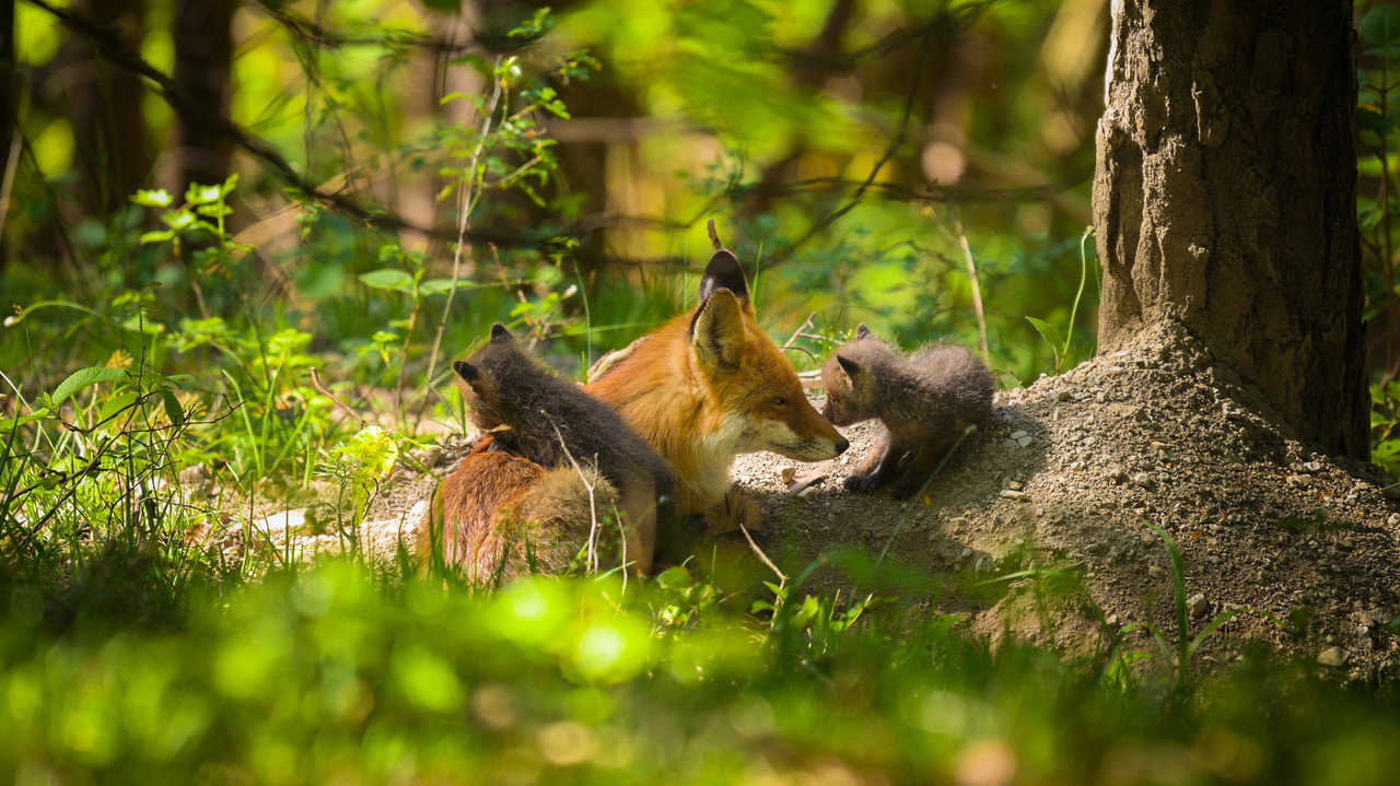 The Secret Life of Fox Cubs