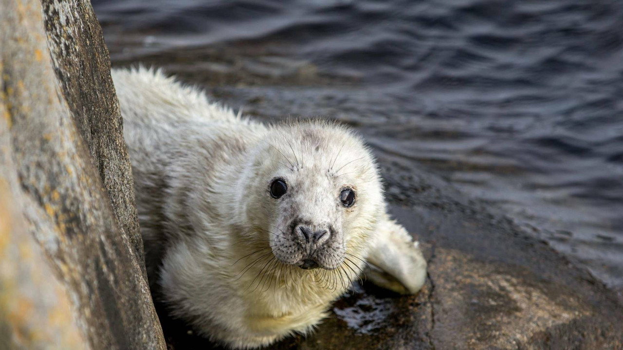 The Secret Life of the Seal