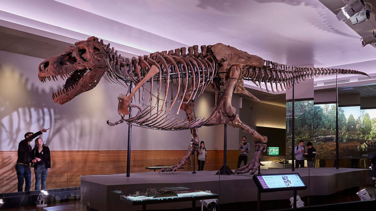 T-rex, le roi des dinosaures