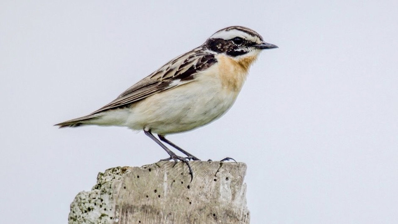 Vers un Monde Sans Oiseaux ?