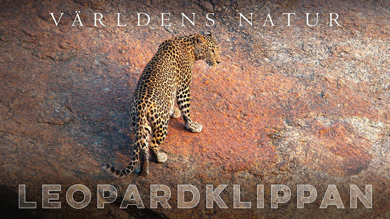 Inde - Les Léopards des montagnes