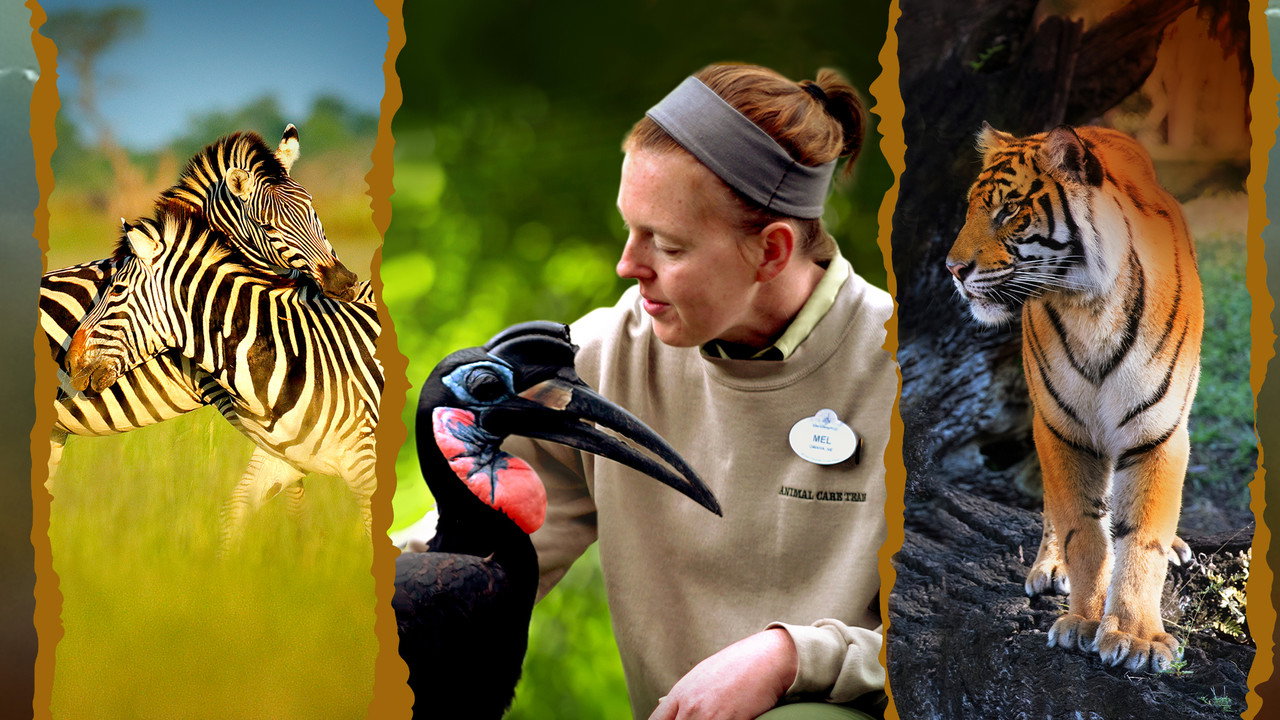 Au cœur de Disney's Animal Kingdom