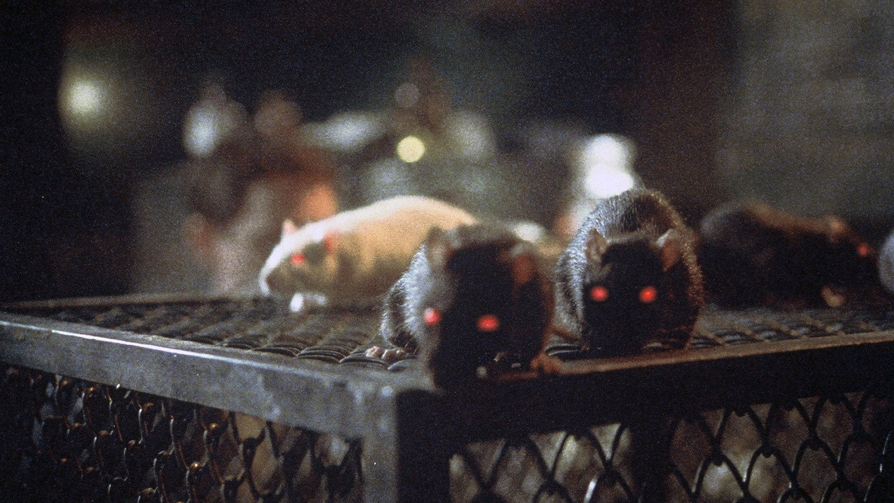 Les Rats de Manhattan